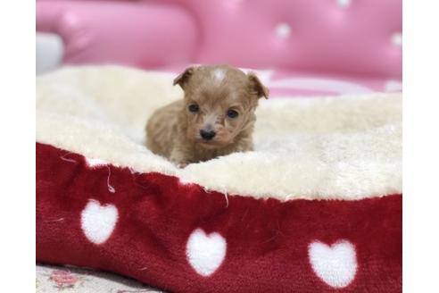 成約済の香川県のマルプー:マルチーズ×トイプードル-64353の2枚目