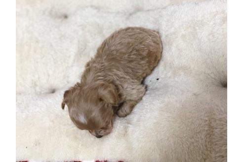 成約済の香川県のマルプー:マルチーズ×トイプードル-64353の1枚目