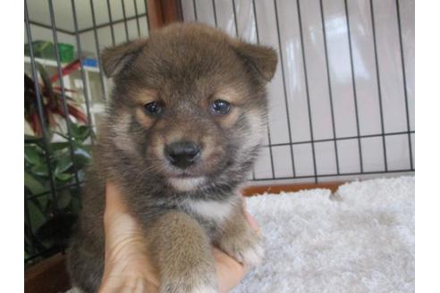 成約済の岡山県の柴犬-64355の1枚目