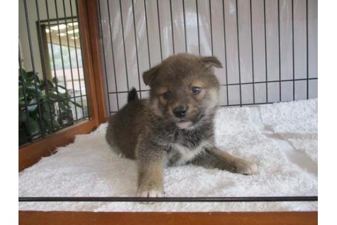 成約済の岡山県の柴犬-64355の2枚目