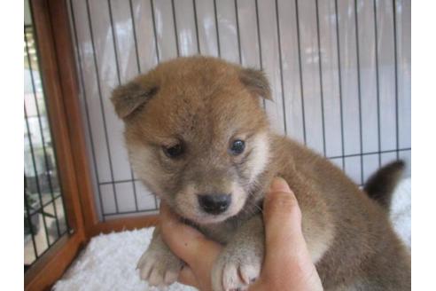 成約済の岡山県の柴犬-64359の2枚目