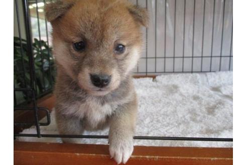 成約済の岡山県の柴犬-64359の1枚目