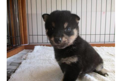 成約済の岡山県の柴犬-64360の2枚目