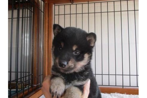 成約済の岡山県の柴犬-64362