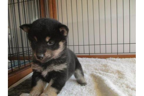 成約済の岡山県の柴犬-64362の2枚目