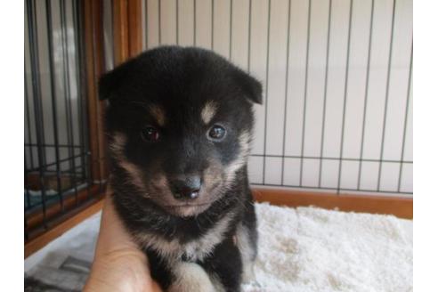 成約済の岡山県の柴犬-64364