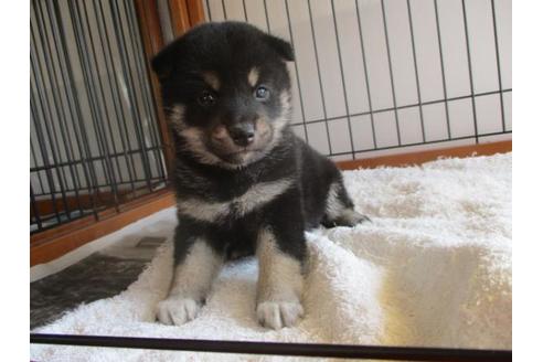 成約済の岡山県の柴犬-64364の2枚目