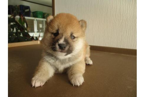 成約済の岡山県の豆柴-64365の2枚目