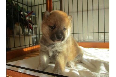 成約済の岡山県の豆柴-64367の2枚目