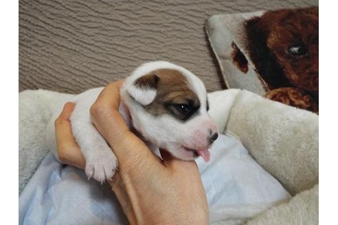 成約済の兵庫県のジャックラッセルテリア-64366の2枚目