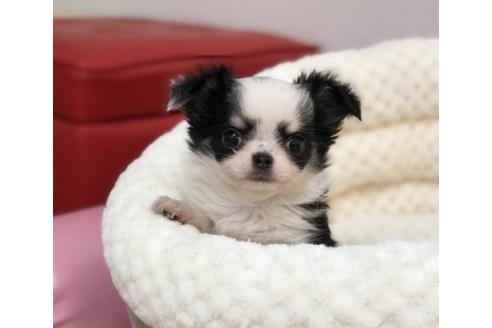 成約済の香川県のチワワ(ロングコート)-64354