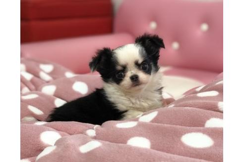 成約済の香川県のチワワ(ロングコート)-64354の3枚目