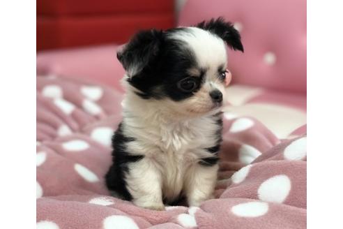 成約済の香川県のチワワ(ロングコート)-64354の2枚目