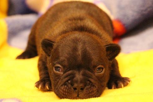 成約済の愛知県のフレンチブルドッグ-63621の29枚目