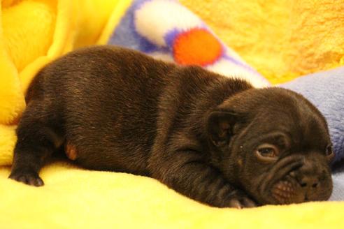 成約済の愛知県のフレンチブルドッグ-63621の28枚目