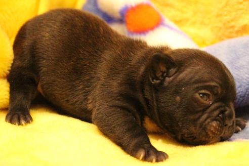 成約済の愛知県のフレンチブルドッグ-63621の27枚目