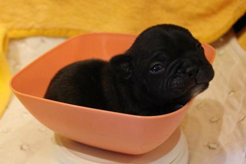 成約済の愛知県のフレンチブルドッグ-63621の26枚目