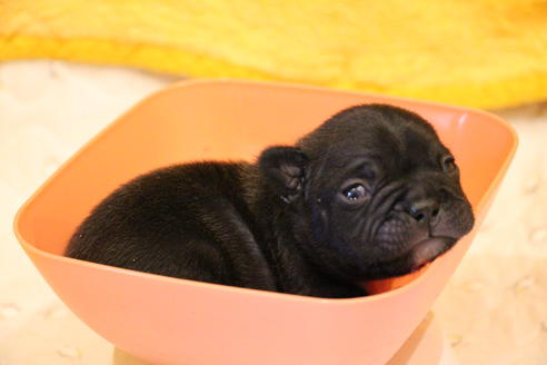 成約済の愛知県のフレンチブルドッグ-63621の25枚目