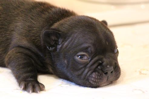 成約済の愛知県のフレンチブルドッグ-63621の24枚目