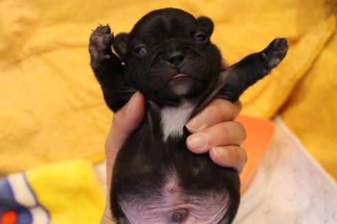 成約済の愛知県のフレンチブルドッグ-63621の23枚目