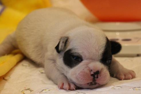 成約済の愛知県のフレンチブルドッグ-63624の16枚目