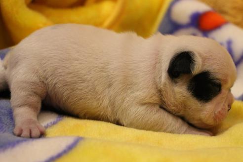 成約済の愛知県のフレンチブルドッグ-63624の15枚目