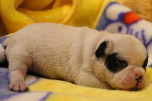 成約済の愛知県のフレンチブルドッグ-63624の14枚目