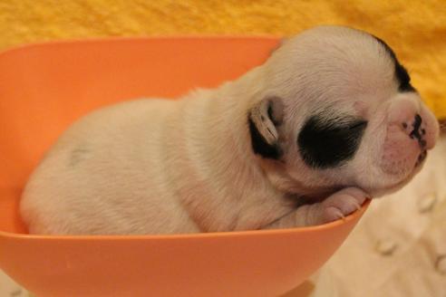 成約済の愛知県のフレンチブルドッグ-63624の13枚目