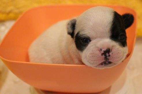 成約済の愛知県のフレンチブルドッグ-63624の12枚目