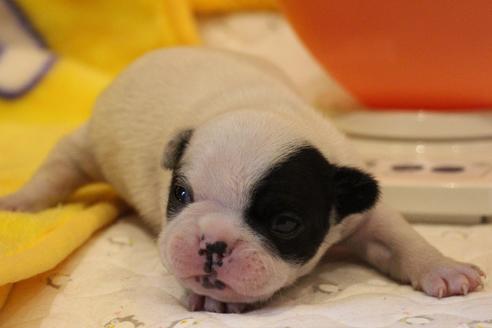 成約済の愛知県のフレンチブルドッグ-63624の11枚目