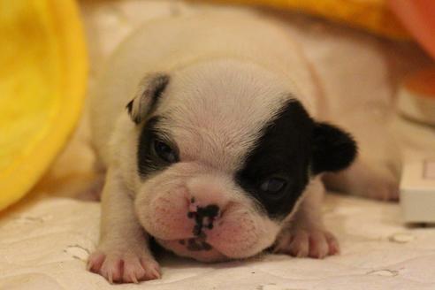 成約済の愛知県のフレンチブルドッグ-63624の10枚目