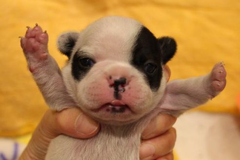 成約済の愛知県のフレンチブルドッグ-63624の9枚目