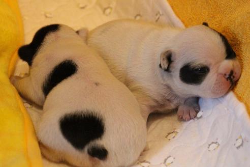 成約済の愛知県のフレンチブルドッグ-63624の8枚目