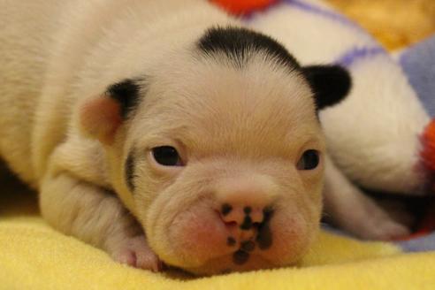 成約済の愛知県のフレンチブルドッグ-63625の28枚目