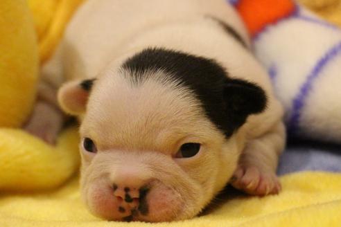 成約済の愛知県のフレンチブルドッグ-63625の27枚目