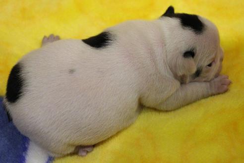 成約済の愛知県のフレンチブルドッグ-63625の25枚目