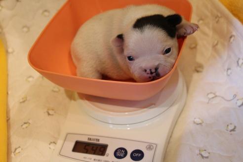 成約済の愛知県のフレンチブルドッグ-63625の24枚目