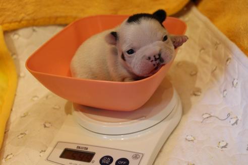 成約済の愛知県のフレンチブルドッグ-63625の23枚目