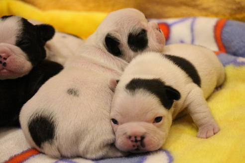 成約済の愛知県のフレンチブルドッグ-63625の22枚目