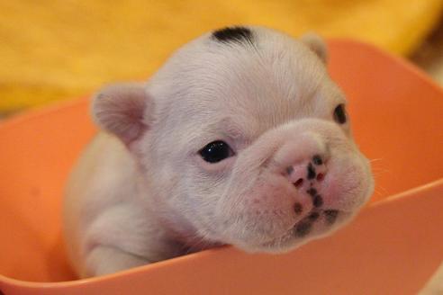 成約済の愛知県のフレンチブルドッグ-63623の31枚目