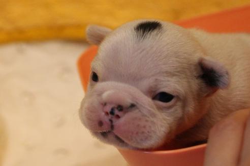 成約済の愛知県のフレンチブルドッグ-63623の30枚目