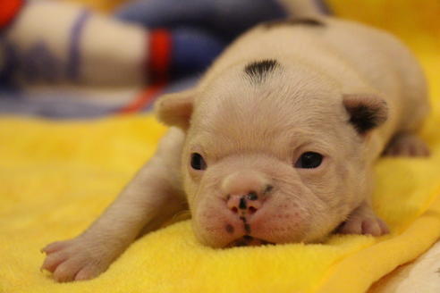 成約済の愛知県のフレンチブルドッグ-63623の29枚目