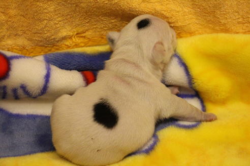 成約済の愛知県のフレンチブルドッグ-63623の28枚目