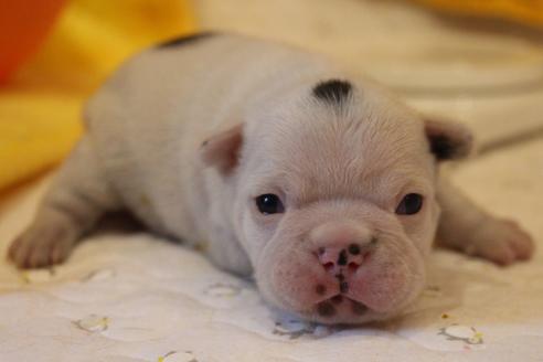 成約済の愛知県のフレンチブルドッグ-63623の27枚目