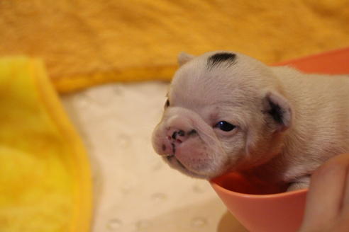 成約済の愛知県のフレンチブルドッグ-63623の26枚目