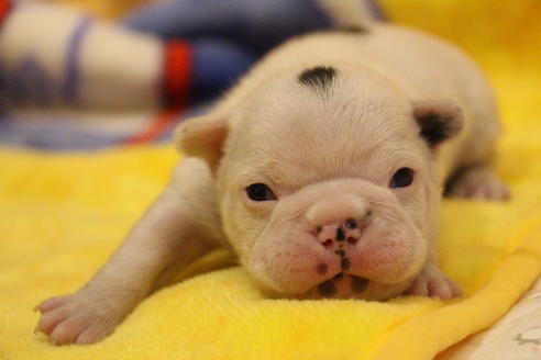 成約済の愛知県のフレンチブルドッグ-63623の25枚目