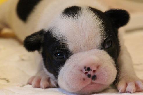 成約済の愛知県のフレンチブルドッグ-63622の31枚目