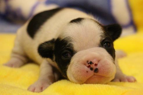 成約済の愛知県のフレンチブルドッグ-63622の30枚目