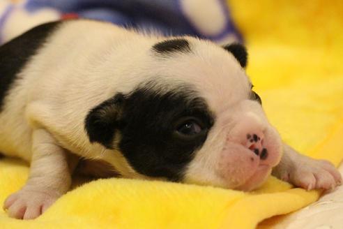 成約済の愛知県のフレンチブルドッグ-63622の29枚目