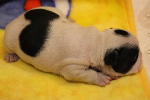 成約済の愛知県のフレンチブルドッグ-63622の28枚目